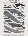 Wallpaper Whales