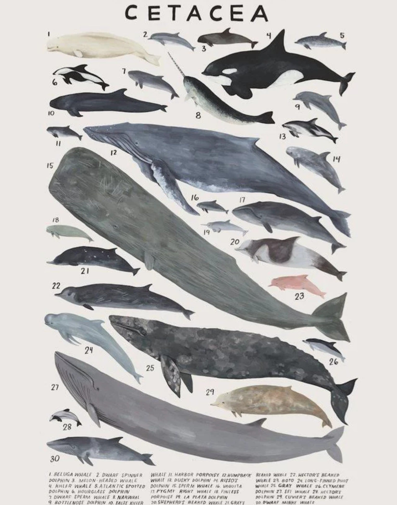 Wallpaper Whales